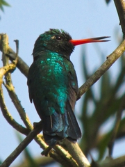 Chlorostilbon lucidus