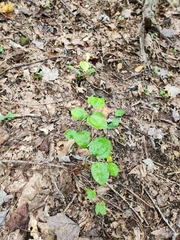 Smilax