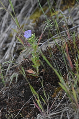 Phacelia linearis