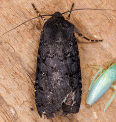Euxoa velleripennis