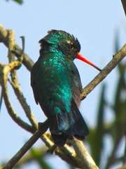 Chlorostilbon lucidus