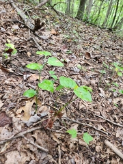 Smilax