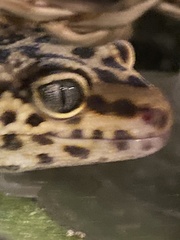 Eublepharis macularius