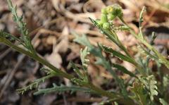 Osteospermum muricatum