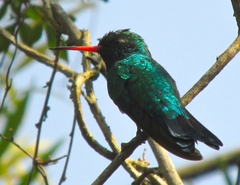 Chlorostilbon lucidus