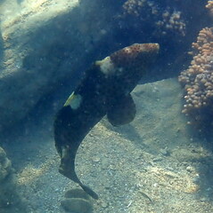 Epinephelus maculatus