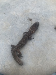 Christinus marmoratus