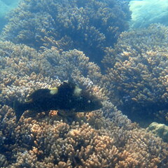 Epinephelus maculatus