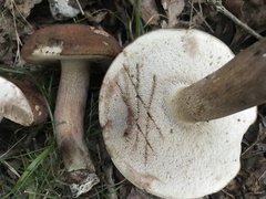 Tylopilus rubrobrunneus
