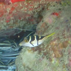 Canthigaster valentini