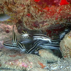 Plotosus lineatus