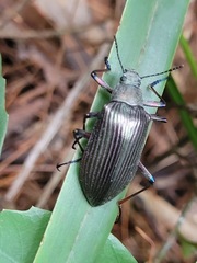 Andocamaria formosana