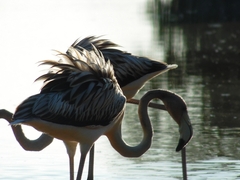 Phoenicopterus ruber