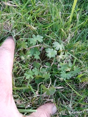 Geranium molle