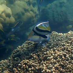 Heniochus acuminatus