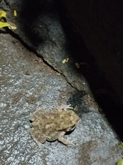 Duttaphrynus melanostictus