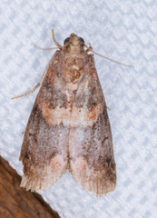 Acrobasis angusella