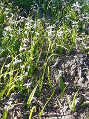 Tecophilaea violiflora