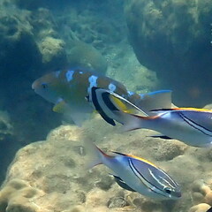 Heniochus acuminatus