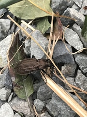 Carabus granulatus