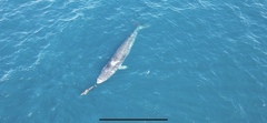 Balaenoptera edeni