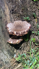 Leucoagaricus americanus