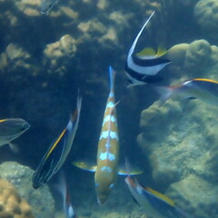 Heniochus acuminatus
