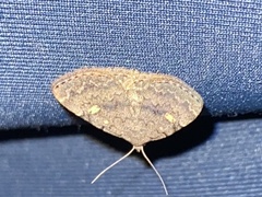 Idia diminuendis