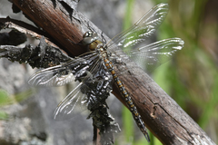 Rhionaeschna californica