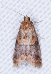 Acrobasis angusella