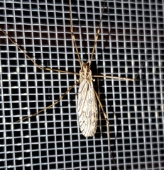 Amphineurus