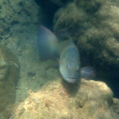 Plectropomus leopardus