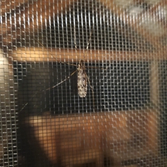 Amphineurus