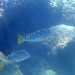 Plectorhinchus lineatus