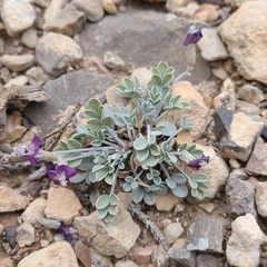 Astragalus calycosus