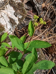 Spiraea betulifolia
