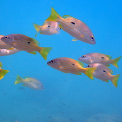 Lutjanus fulviflamma