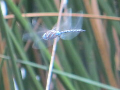 Rhionaeschna multicolor