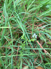 Galium trifidum