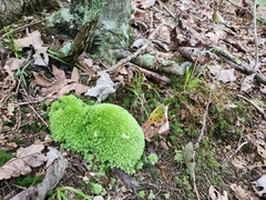 Leucobryum glaucum