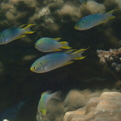 Neopomacentrus nemurus