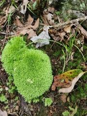 Leucobryum glaucum