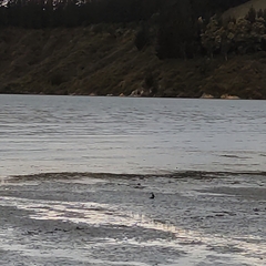 Todiramphus sanctus vagans