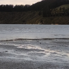 Todiramphus sanctus vagans