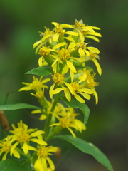 Solidago virgaurea asiatica
