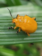 Podontia lutea
