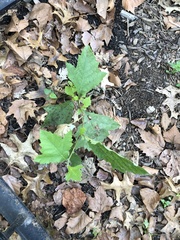 Platanus