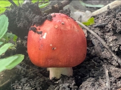 Amanita