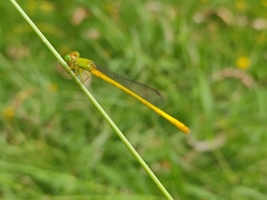 Ceriagrion coromandelianum