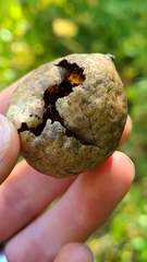 Amphibolips quercusinanis